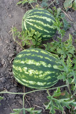 Tarlada, açık arazide olgun karpuzlar.