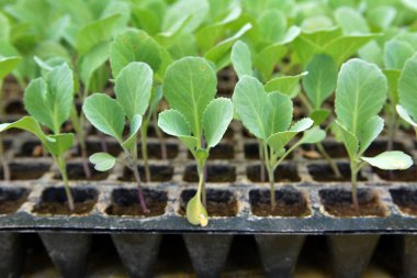 Plastik kasetlerde organik toprakla yetişen lahana tohumları..