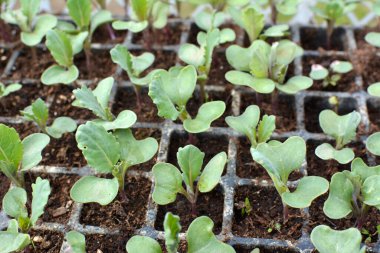 Plastik kasetlerde organik toprakla yetişen lahana tohumları..