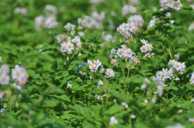 Çiftçi tarlasında, patates çiçekleri boldur.