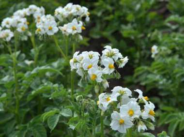 Çiftçi tarlasında, patates çiçekleri boldur.
