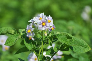 Çiftçi tarlasında, patates çiçekleri boldur.