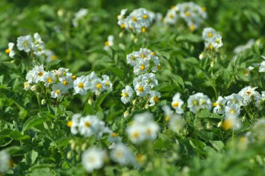 Çiftçi tarlasında, patates çiçekleri boldur.