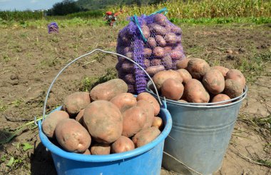 Potatoes are harvested in various containers (packing, tare, boxing, receptacle) on the farm field