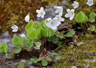 Vahşi ormanda ilk bahar çiçekleri Oxalis acetosella çiçek. 