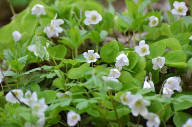 Vahşi ormanda ilk bahar çiçekleri Oxalis acetosella çiçek. 