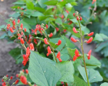 Genel fasulye (Fhaseolus vulgaris) bahçede açık alanda çiçek açar