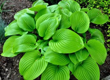 Baharda pansiyon bahçede büyür.