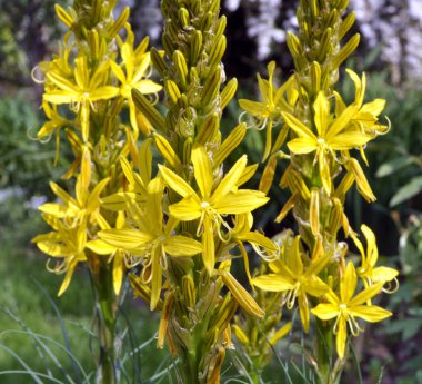 Asphodeline lutea yazın botanik bahçesinde çiçek açar.