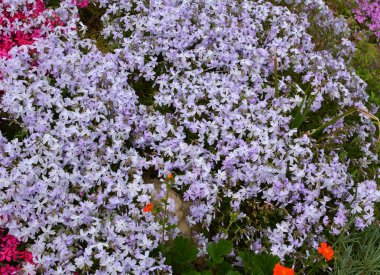 İlkbaharda, feniks subulata çiçek açar.