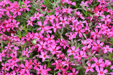 İlkbaharda, feniks subulata çiçek açar.