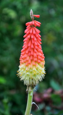 In summer, kniphofia uvaria blooms on a flowerbed in the garden clipart