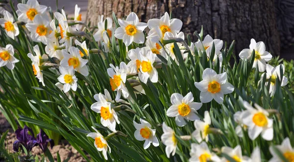 İlkbaharda, narsis (nergisler) çiçek tarhında açar..