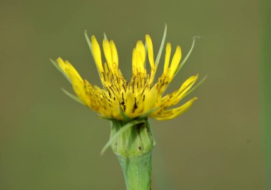 Tragopogon dubius yazın doğada yetişir.