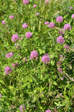 Çayır yoncası (Trifolium pratense) yabani otların arasındaki çayırda yetişir. 