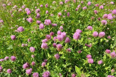 Çayır yoncası (Trifolium pratense) yabani otların arasındaki çayırda yetişir. 