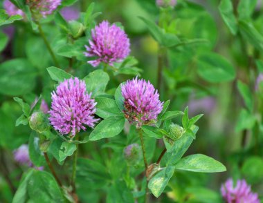 Çayır yoncası (Trifolium pratense) yabani otların arasındaki çayırda yetişir. 