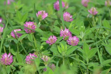 In the meadow, among the wild grasses blooms clover middle  (Trifolium medium) 