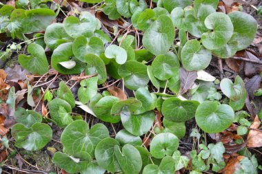 Asarum europaeum vahşi ormanda yetişir.