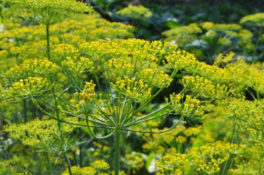 Bahçedeki açık arazide dereotu yetişir (Anethum Graveolens)