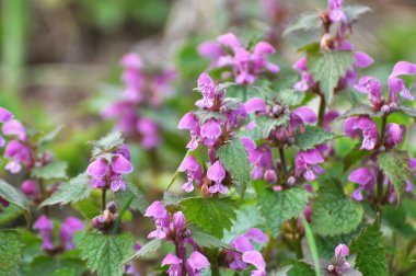 Vahşi, sağır, ısırgan otu morunda çiçek açar (Lamium purpureum))