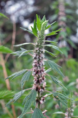 In the meadow among the herbs grows and blooms dog nettle is five-bladed (Leonurus quinquelobatus) clipart