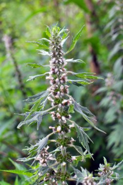 Otların arasındaki çayırlarda büyüyen ve açan köpek ısırgan otları beş ağızlıdır (Leonurus quinquelobatus)