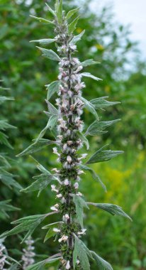 Otların arasındaki çayırlarda büyüyen ve açan köpek ısırgan otları beş ağızlıdır (Leonurus quinquelobatus)