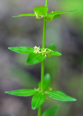Vahşi bitki Cruciata glabra baharda ormanda yetişir.