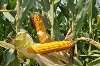 Yazın genç bir mısır sapında olgunlaşan mısır koçanı