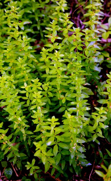 Wilde Plant Cruciata Glabra Groeit Het Voorjaar Het Bos — Stockfoto