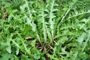 Karahindiba (Taraxacum officinale) baharda vahşi doğada yetişir.