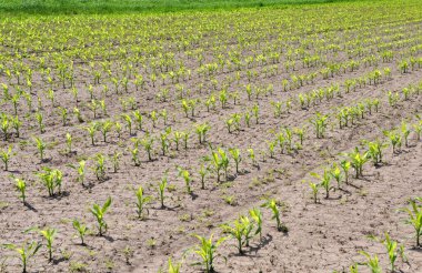 Yabani otlara karşı otlar kullanılarak korunan çiftlikte genç mısırlar yetişiyor..