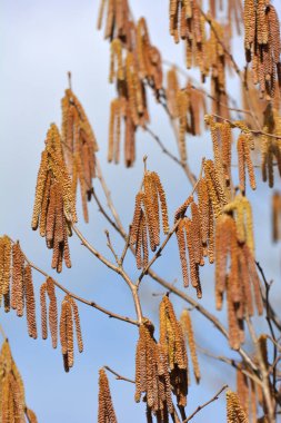 Bahar mevsiminde yaygın ela (Corylus avellana) ön kısımlarda çiçek açar