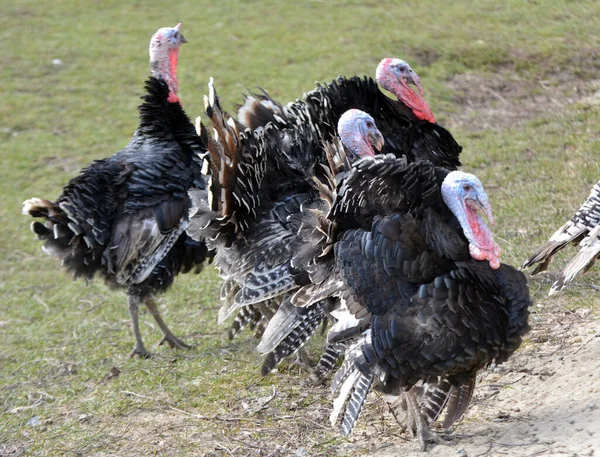 Herd Home Turkeys Rural Backyar — Fotografia de Stock