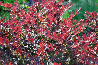 Thunberg's barberry (Berberis thunbergii) grows in the garden in sprin