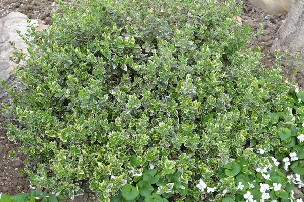 Evergreen Ornamental Shrub Euonymus Fortunei Grows Garden — Stock Photo, Image