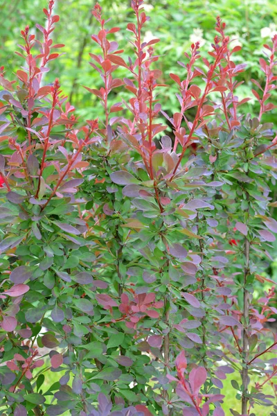 Stock image Thunberg's barberry (Berberis thunbergii) grows in the garden in sprin