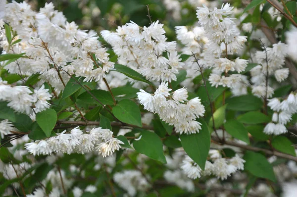 Yaz Başında Deutzia Doğada Çiçek Açar — Stok fotoğraf