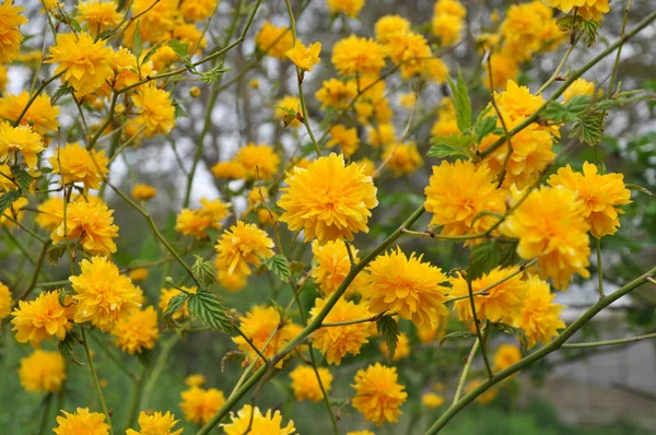 Kerria Japonica Bush Blooms Garden Spring — Stockfoto