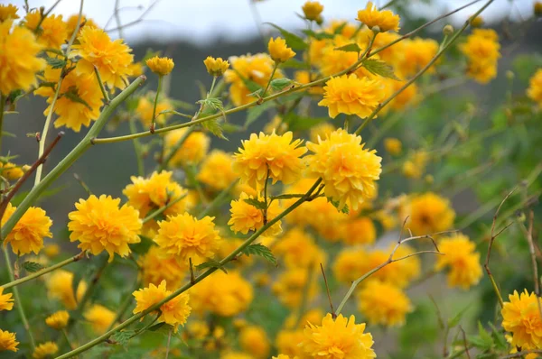 Kerria Japonica Blüht Frühling Garten — Stockfoto
