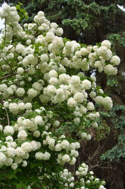 Süslü çalı viburnum opulus çiçekleri doğal olarak beyazlaşır.