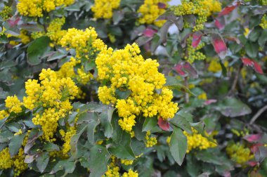 Ebedi yeşil çalı Mahonia aquifolium peyzaj için kullanılır.