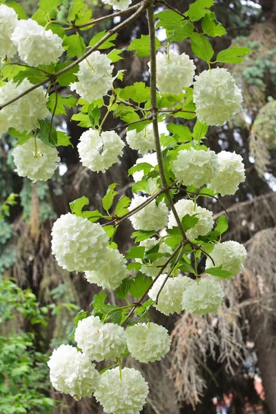 Квіти Декоративного Куща Калини Опулус Цвітуть Білими Природі — стокове фото