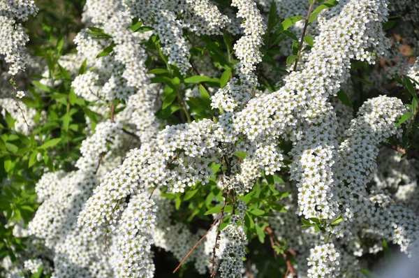 Ornamental Spirea Bush Blooms Garden — Stock Photo, Image
