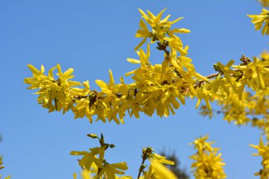 Forsythia çalıları doğada ilkbaharda çiçek açar.. 
