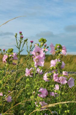 Malva thuringiaca blooms in the wild in summer