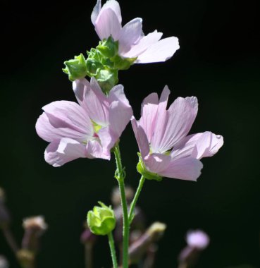 Malva thuringiaca blooms in the wild in summer