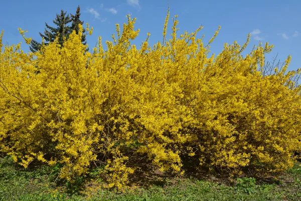 stock image Forsythia bush blooms in spring in nature. 