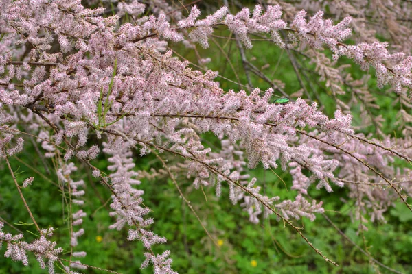 Primavera Planta Ornamental Tamarix Cresce Natureza — Fotografia de Stock